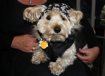 Buddy wishes he could go trick-or-treating, but we recommend pets stay home.